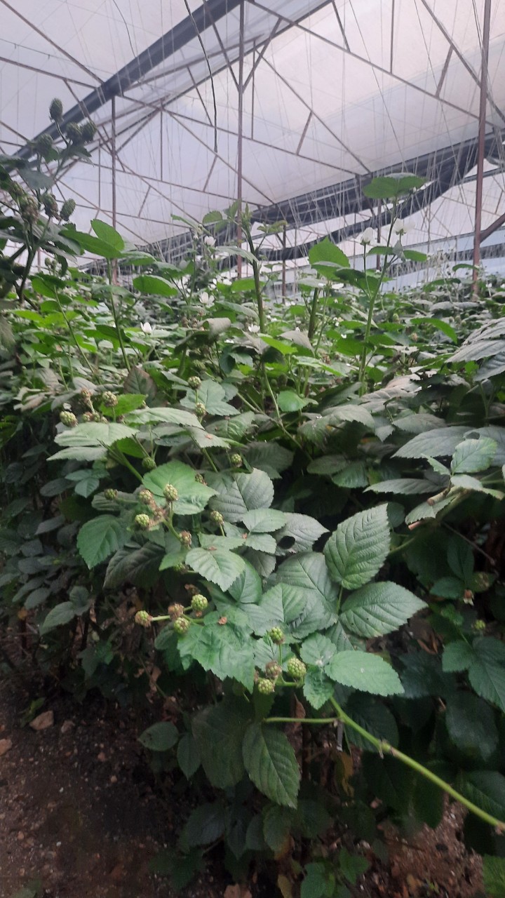 Product Info Image 2